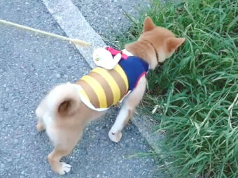 柴犬,YouTube