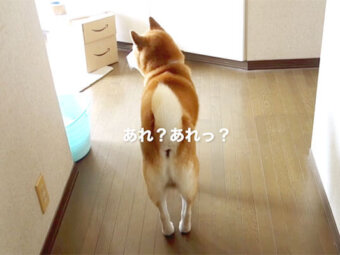 柴犬,YouTube