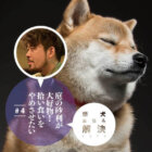柴犬お悩み