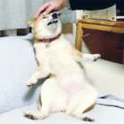 柴犬,座り方