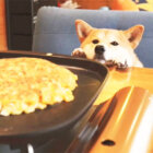 柴犬,YouTube