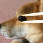 柴犬,おもしろ写真