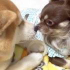 柴犬,同居犬
