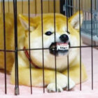 柴犬,YouTube