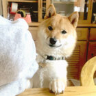 柴犬,ちょうだい