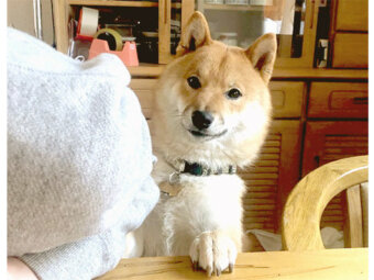 柴犬,ちょうだい