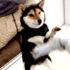 柴犬,掃除機