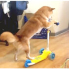 柴犬,Instagram
