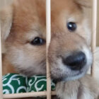 柴犬,ケージ