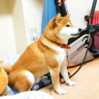 柴犬,YouTube