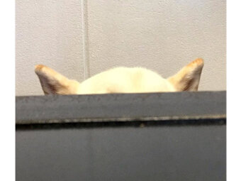 柴犬,かくれんぼ
