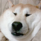 柴犬,YouTube