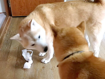 柴犬,YouTube