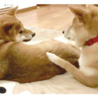 柴犬,Instagram