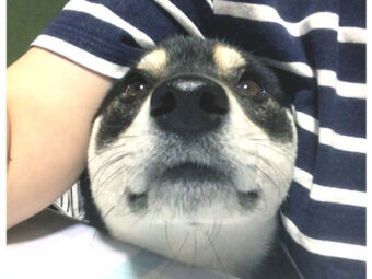 柴犬,Instagram