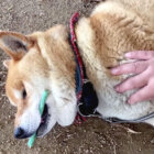柴犬,YouTube