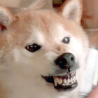 柴犬,YouTube