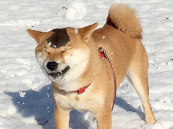 柴犬,Instagram