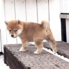 柴犬,YouTube