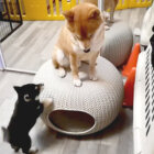 柴犬,YouTube
