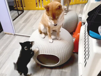 柴犬,YouTube
