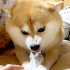 柴犬,Instagram