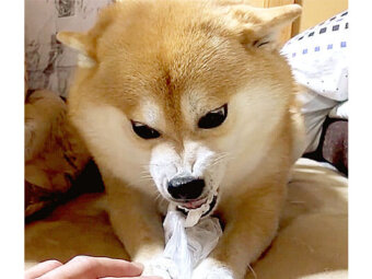 柴犬,Instagram