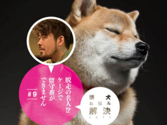 柴犬お悩み解決