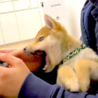 柴犬,YouTube
