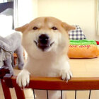 柴犬,YouTube