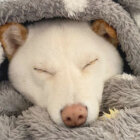 柴犬,Instagram