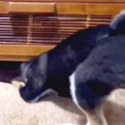 柴犬,YouTube
