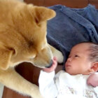 柴犬,YouTube