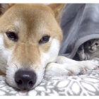 柴犬,YouTube