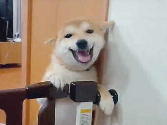 柴犬,YouTube