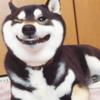 柴犬,Instagram