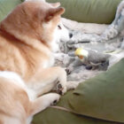 柴犬,YouTube