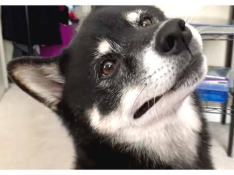 柴犬,YouTube