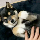 柴犬,Instagram