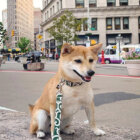 柴犬,Instagram