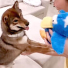柴犬,YouTube