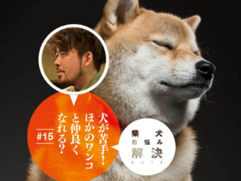 柴犬,お悩み