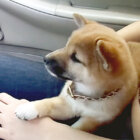 柴犬,YouTube