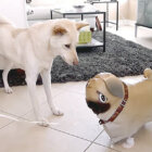 柴犬,YouTube