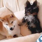 柴犬,Instagram