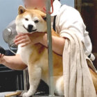 柴犬,Instagram