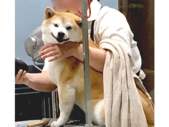 柴犬,Instagram