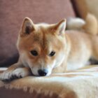 柴犬