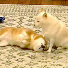 柴犬,YouTube
