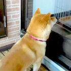 柴犬,YouTube